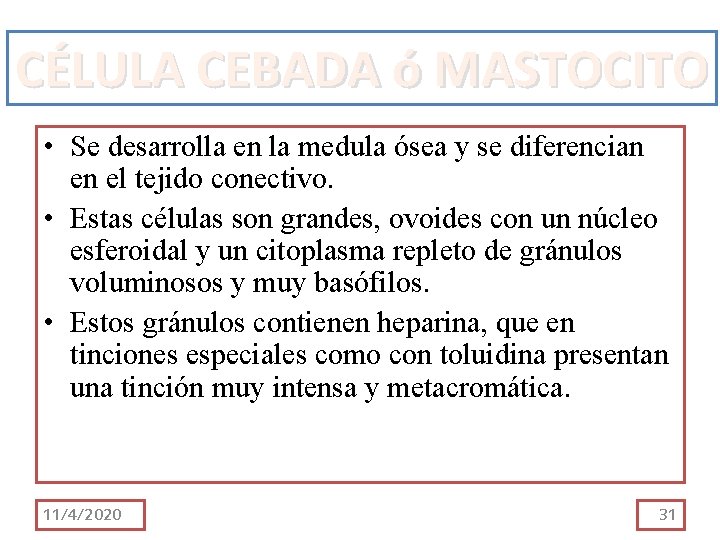 CÉLULA CEBADA ó MASTOCITO • Se desarrolla en la medula ósea y se diferencian CÉLULA CEBADA ó MASTOCITO • Se desarrolla en la medula ósea y se diferencian