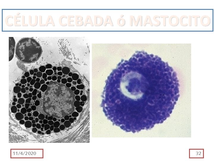 CÉLULA CEBADA ó MASTOCITO 11/4/2020 32 CÉLULA CEBADA ó MASTOCITO 11/4/2020 32