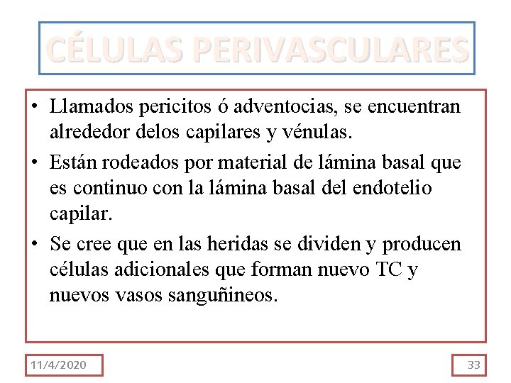 CÉLULAS PERIVASCULARES • Llamados pericitos ó adventocias, se encuentran alrededor delos capilares y vénulas. CÉLULAS PERIVASCULARES • Llamados pericitos ó adventocias, se encuentran alrededor delos capilares y vénulas.