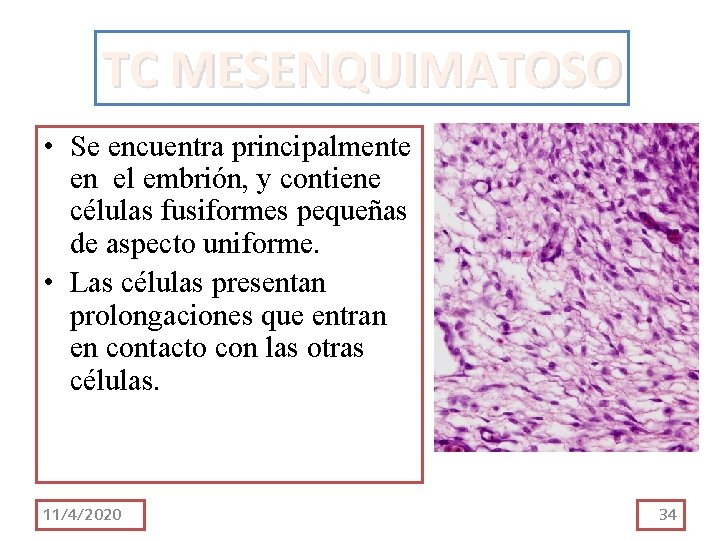 TC MESENQUIMATOSO • Se encuentra principalmente en el embrión, y contiene células fusiformes pequeñas TC MESENQUIMATOSO • Se encuentra principalmente en el embrión, y contiene células fusiformes pequeñas