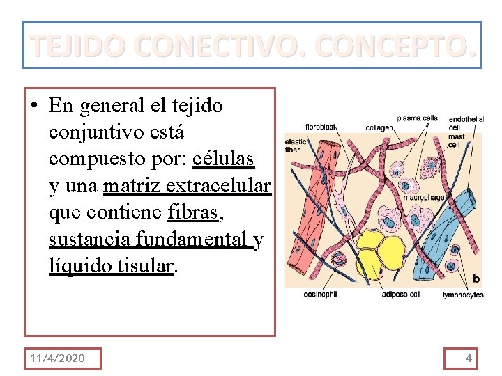 TEJIDO CONECTIVO. CONCEPTO. • En general el tejido conjuntivo está compuesto por: células y TEJIDO CONECTIVO. CONCEPTO. • En general el tejido conjuntivo está compuesto por: células y