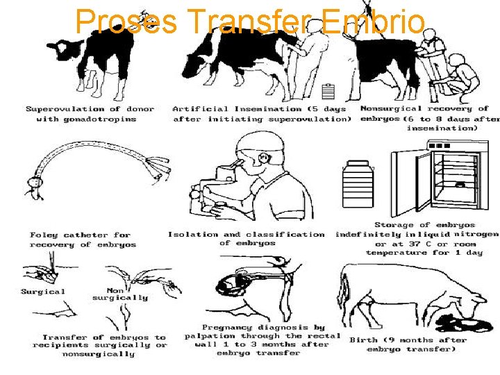 Proses Transfer Embrio 