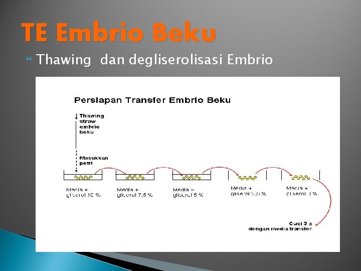 TE Embrio Beku Thawing dan degliserolisasi Embrio 