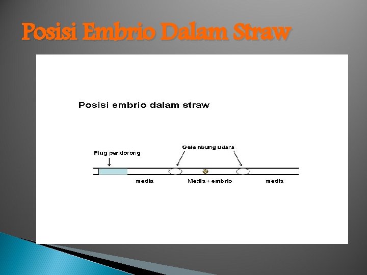 Posisi Embrio Dalam Straw 