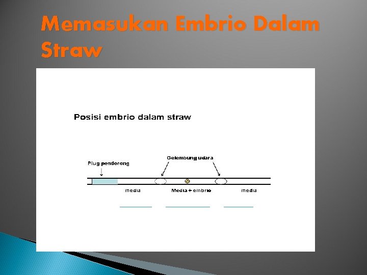 Memasukan Embrio Dalam Straw 2 -3 cm 1 cc 2 -3 cm 