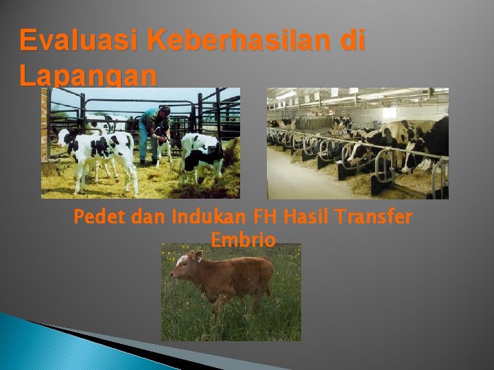 Evaluasi Keberhasilan di Lapangan Pedet dan Indukan FH Hasil Transfer Embrio 