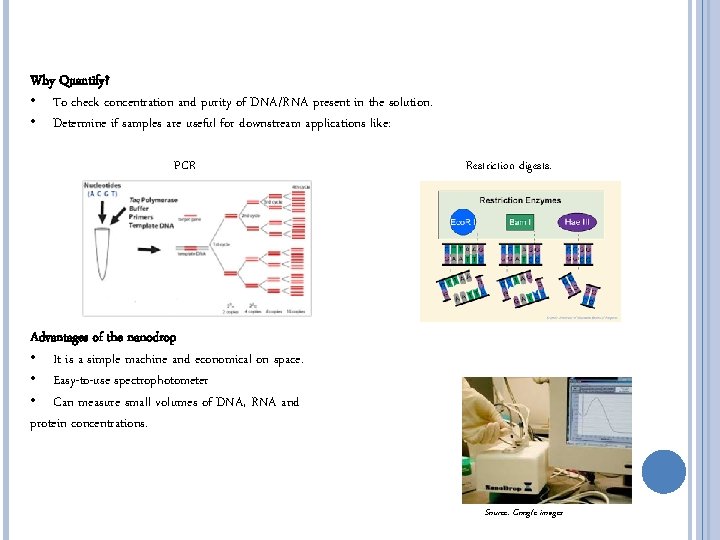 SPECTROPHOTOMETRY QUANTIFICATION OF NUCLEIC ACIDS Pauline Asami Bec