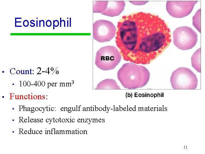 Eosinophil • Count: 2 -4% • • 100 -400 per mm 3 Functions: •