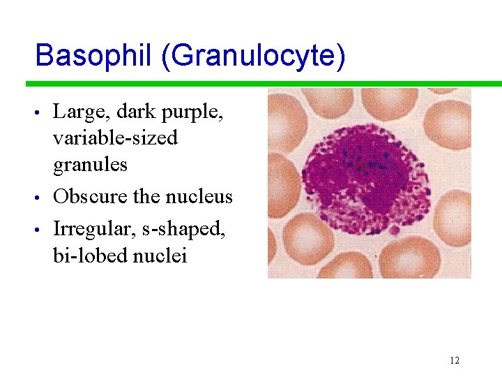 Basophil (Granulocyte) • • • Large, dark purple, variable-sized granules Obscure the nucleus Irregular,