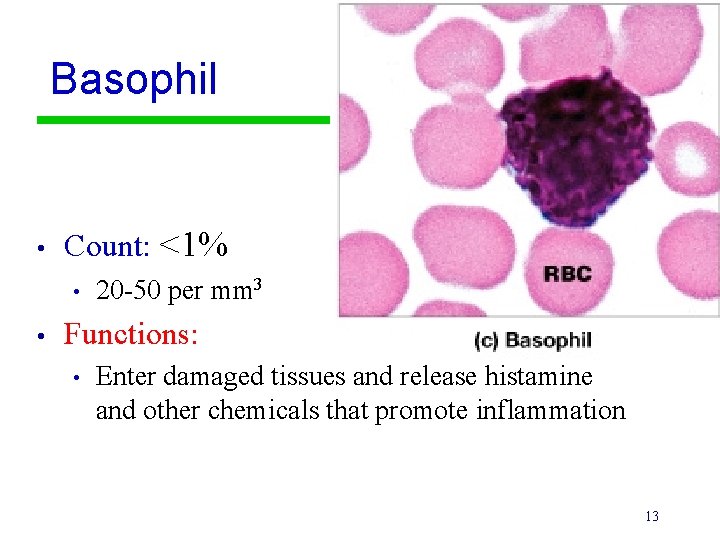 Basophil • Count: <1% • • 20 -50 per mm 3 Functions: • Enter