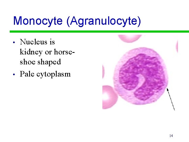 Monocyte (Agranulocyte) • • Nucleus is kidney or horseshoe shaped Pale cytoplasm 14 