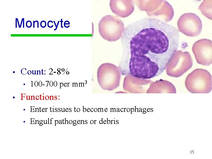 Monocyte • Count: 2 -8% • • 100 -700 per mm 3 Functions: •