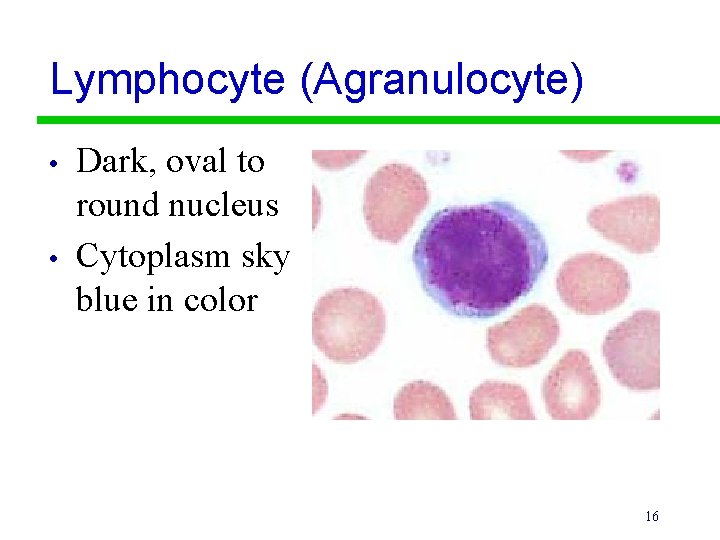 Lymphocyte (Agranulocyte) • • Dark, oval to round nucleus Cytoplasm sky blue in color