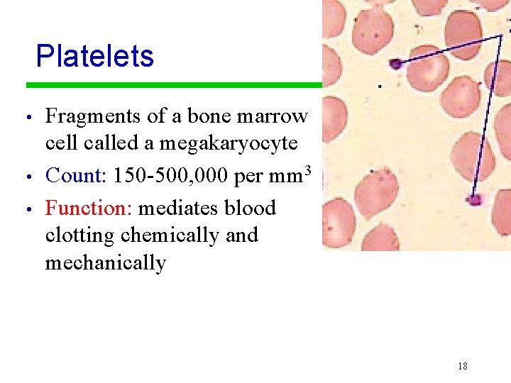 Platelets • • • Fragments of a bone marrow cell called a megakaryocyte Count: