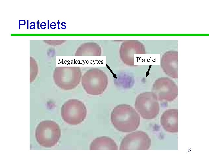 Platelets Megakaryocytes Platelet 19 