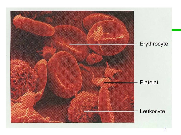 Erythrocyte 2 