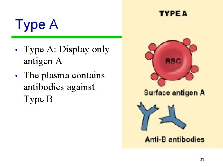 Type A • • Type A: Display only antigen A The plasma contains antibodies