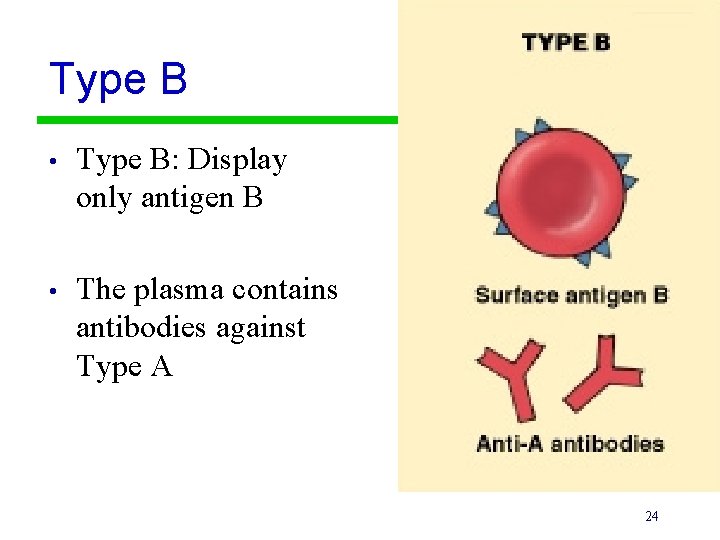 Type B • Type B: Display only antigen B • The plasma contains antibodies