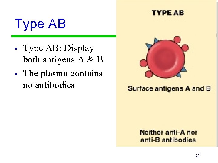 Type AB • • Type AB: Display both antigens A & B The plasma