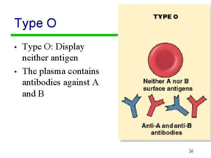 Type O • • Type O: Display neither antigen The plasma contains antibodies against