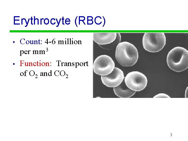 Erythrocyte (RBC) • • Count: 4 -6 million per mm 3 Function: Transport of