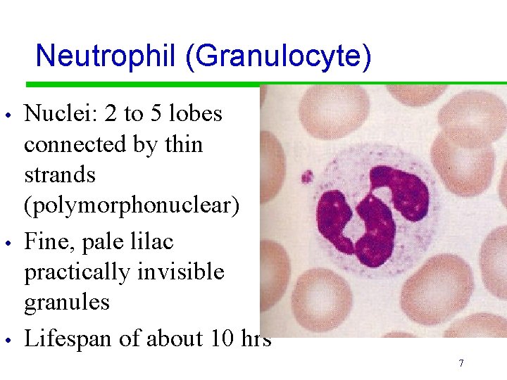 Neutrophil (Granulocyte) • • • Nuclei: 2 to 5 lobes connected by thin strands