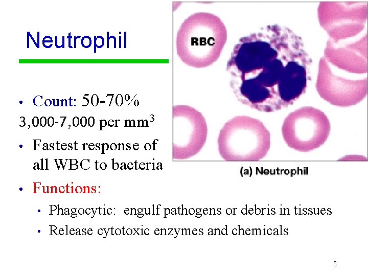 Neutrophil Count: 50 -70% 3, 000 -7, 000 per mm 3 • Fastest response