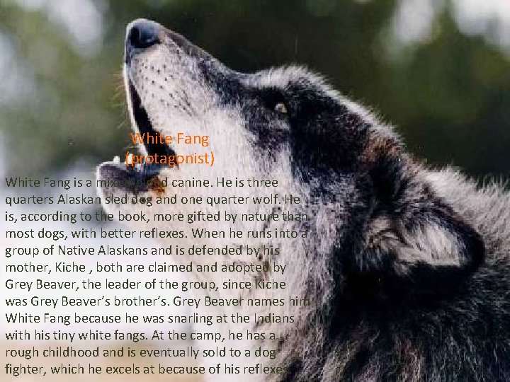 White Fang (protagonist) White Fang is a mixed-blood canine. He is three quarters Alaskan