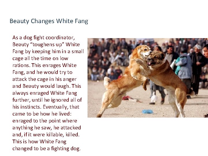 Beauty Changes White Fang As a dog fight coordinator, Beauty “toughens up” White Fang