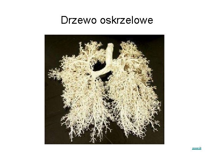 Drzewo oskrzelowe powrót 