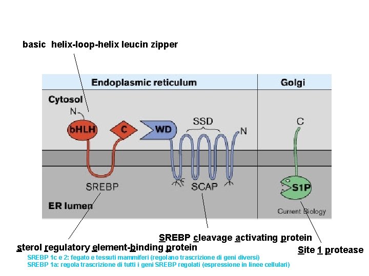 basic helix-loop-helix leucin zipper SREBP cleavage activating protein sterol regulatory element-binding protein Site 1