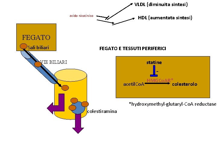 VLDL (diminuita sintesi) acido nicotinico HDL (aumentata sintesi) FEGATO Sali biliari FEGATO E TESSUTI