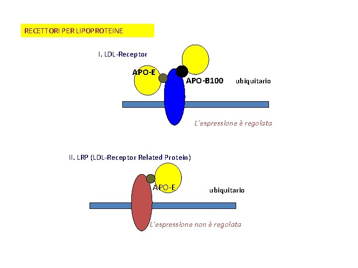 RECETTORI PER LIPOPROTEINE I. LDL-Receptor APO-E APO-B 100 ubiquitario L’espressione è regolata II. LRP