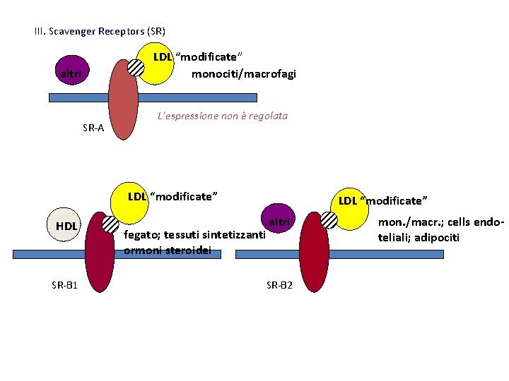 III. Scavenger Receptors (SR) LDL “modificate” monociti/macrofagi altri SR-A L’espressione non è regolata LDL
