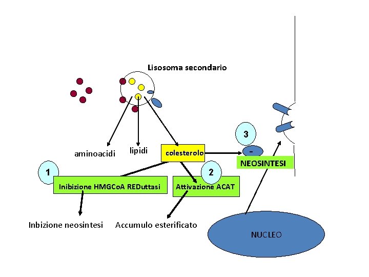 Lisosoma secondario 3 aminoacidi lipidi - colesterolo 1 2 Inibizione HMGCo. A REDuttasi Inbizione