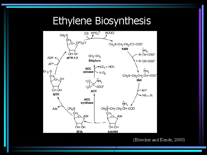 Ethylene Biosynthesis (Bleecker and Kende, 2000) 