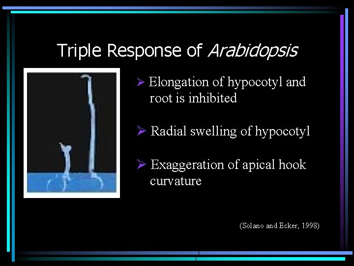 Triple Response of Arabidopsis Ø Elongation of hypocotyl and root is inhibited Ø Radial