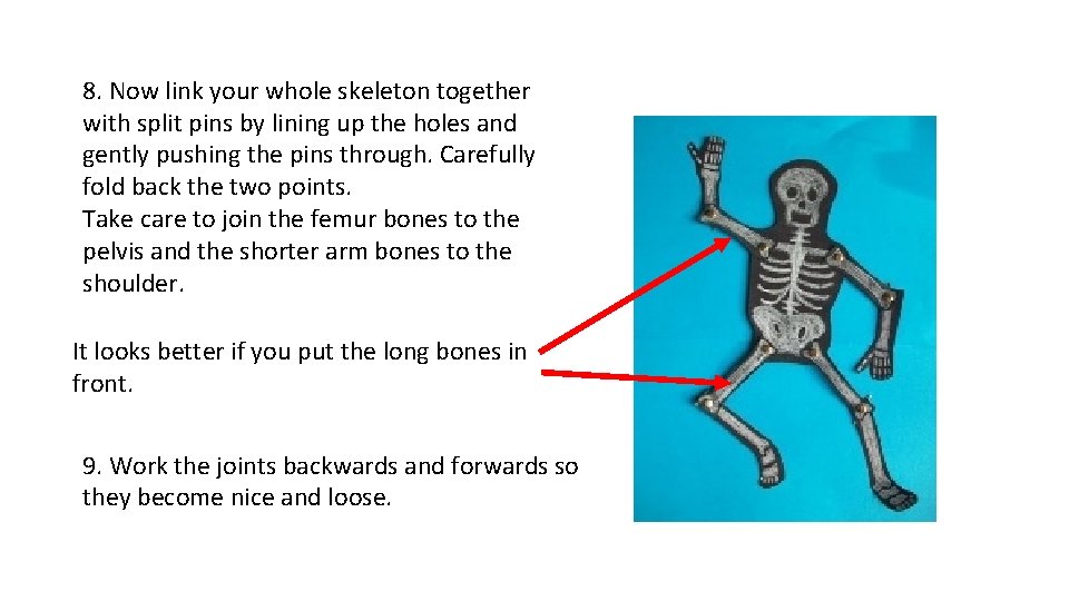 8. Now link your whole skeleton together with split pins by lining up the