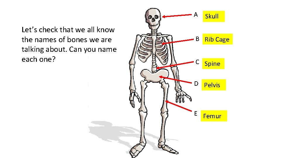 A Let’s check that we all know the names of bones we are talking