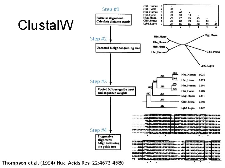 Step #1 Clustal. W Step #2 Step #3 Step #4 Thompson et al. (1994)