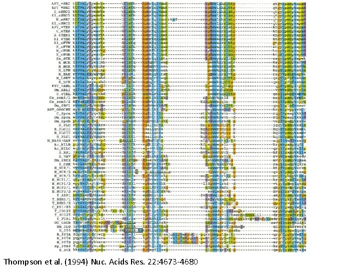 Thompson et al. (1994) Nuc. Acids Res. 22: 4673 -4680 