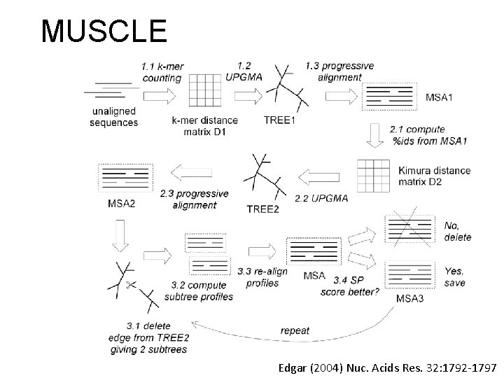 MUSCLE Edgar (2004) Nuc. Acids Res. 32: 1792 -1797 