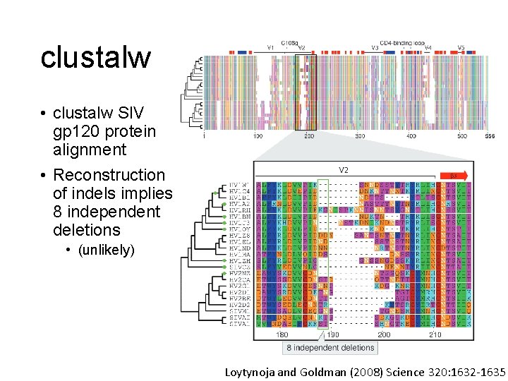 clustalw • clustalw SIV gp 120 protein alignment • Reconstruction of indels implies 8