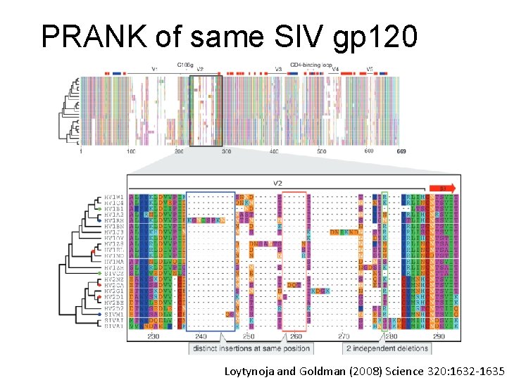 PRANK of same SIV gp 120 Loytynoja and Goldman (2008) Science 320: 1632 -1635