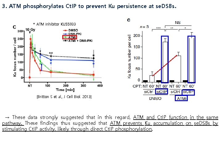 3. ATM phosphorylates Ct. IP to prevent Ku persistence at se. DSBs. * ATM