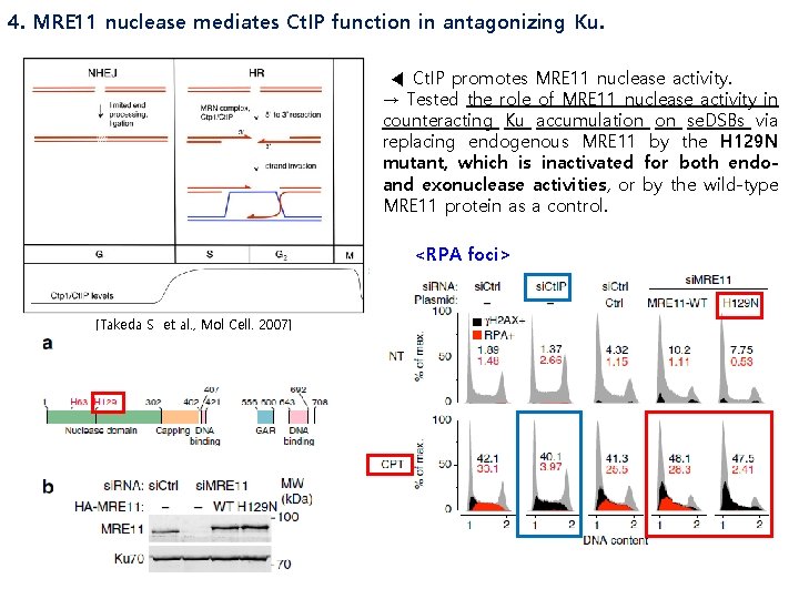 4. MRE 11 nuclease mediates Ct. IP function in antagonizing Ku. ◀ Ct. IP