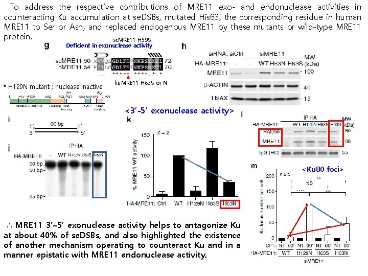 To address the respective contributions of MRE 11 exo- and endonuclease activities in counteracting