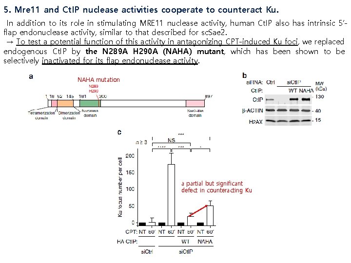 5. Mre 11 and Ct. IP nuclease activities cooperate to counteract Ku. In addition