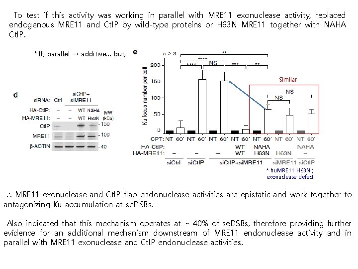 To test if this activity was working in parallel with MRE 11 exonuclease activity,