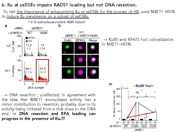 6. Ku at se. DSBs impairs RAD 51 loading but not DNA resection. To